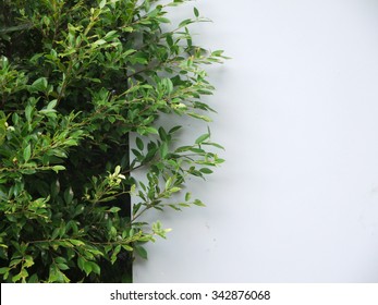 background texture from a white wall with parallel horizontal lines and green plants