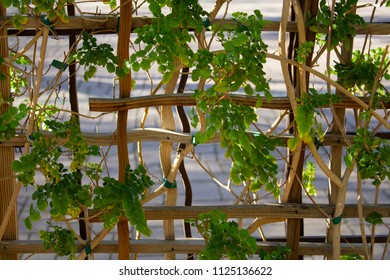 Background Textured Pattern Of Lattice And Vines With Brick Ground Edited 