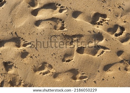 A background of textured sand footprints.