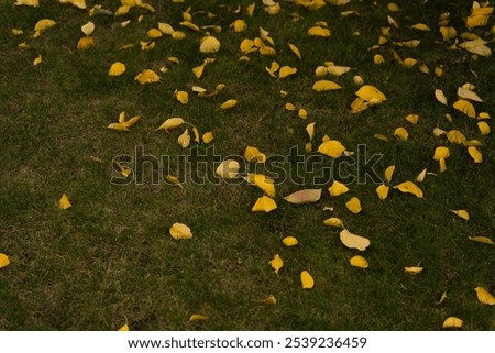 Similar – Image, Stock Photo Tulip in Winter Flower