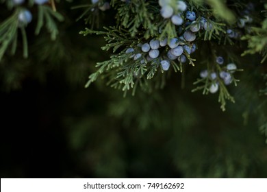 background with thuya. thuja branch with berries. conifer branch.
winter background. green background with tree branch