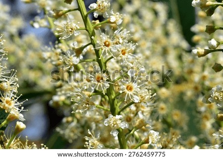 Background of tiny cherry laurel blossoms