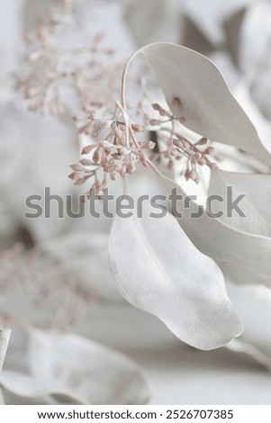 Background with tiny eucalyptus twigs, blurred, selective focus.