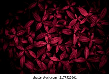background of tiny red leaves