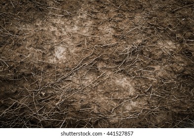 Background Of The Tiny Roots Under The Ground