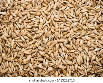 Background Top View Of Barley Grains 
