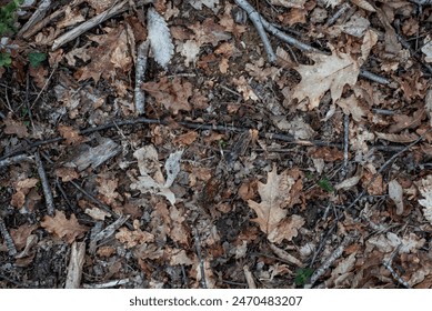 Background top view close up of dead leaves and wood in a garden.
