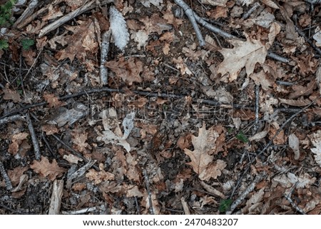 Background top view close up of dead leaves and wood in a garden.
