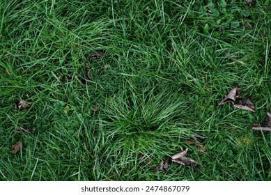 Background top view close up of long uncut garden grass. 
