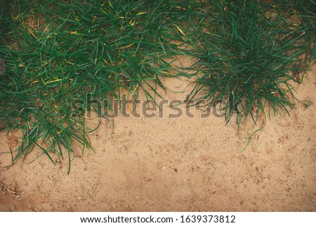 background, Top view of green fresh bright textured grass in the sand