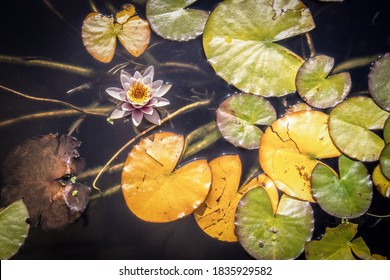 Lily Pad Top View Hd Stock Images Shutterstock Lily Pad Top View Hd Stock Images Shutterstock