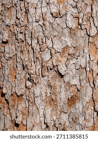 background Tracker Bark of a large tree with strong bark