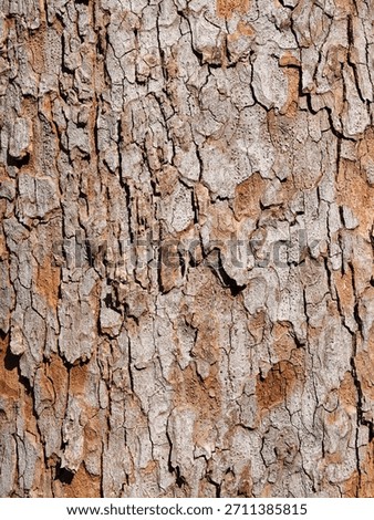background Tracker Bark of a large tree with strong bark