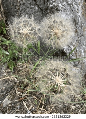 Background of the tragopogon dubius
