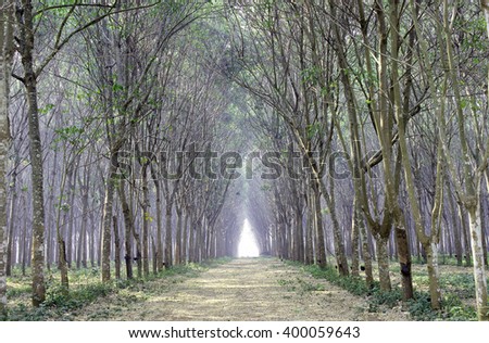 Background tree