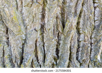 Background Tree Bark Ash Graphic Element