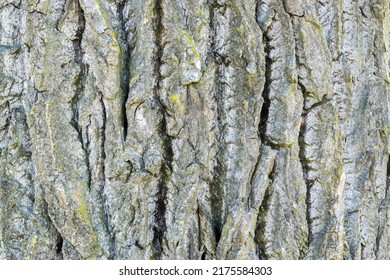 Background Tree Bark Ash Graphic Element