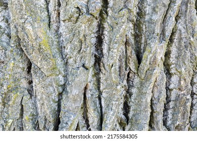 Background Tree Bark Ash Graphic Element