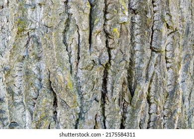 Background Tree Bark Ash Graphic Element