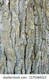 Background Tree Bark Ash Graphic Element