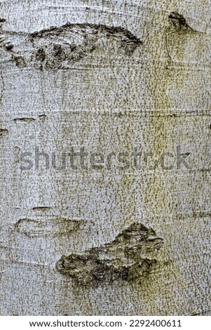 Background. Tree bark texture of Fagus sylvatica or European beech.