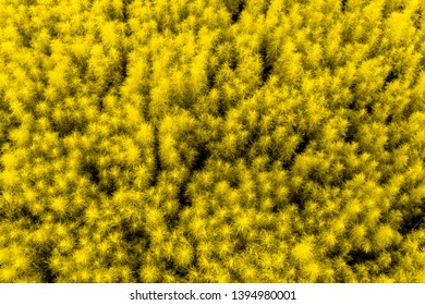 The background is a tree pattern taken from a high angle.