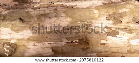 Background of tree. Space for design. Horizontal image.