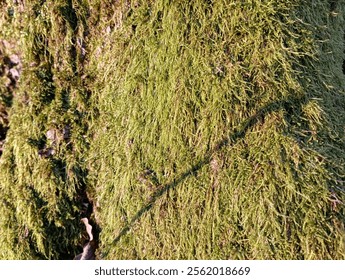 Background of a tree trunk covered with green forest moss. Natural backgrounds and textures. Thick green moss on the surface of the tree bark.