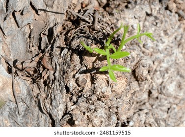 Background. Tree trunk with dark bark and a green twig in the center. Mallorca Island. Spain - Powered by Shutterstock