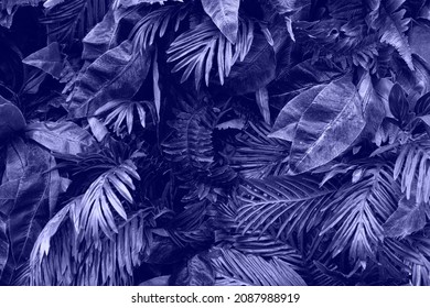 Background from tropical leafs colored in trendy violet color. - Shutterstock ID 2087988919