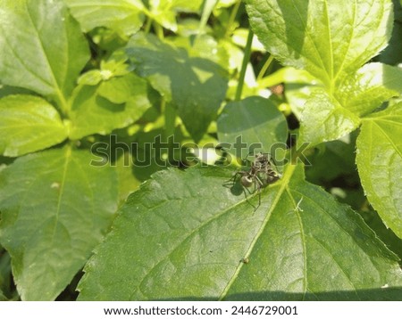background of two black ants fighting on a green leaf