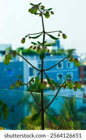 background, unknown plant, tree, pathor kuchi