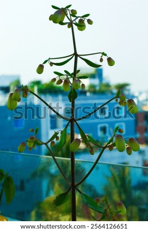 background, unknown plant, tree, pathor kuchi