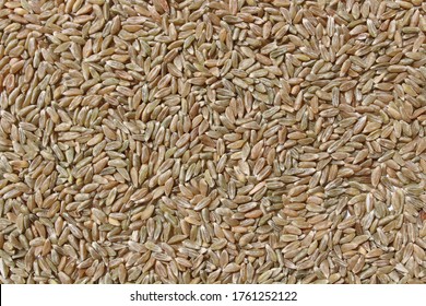 Background With Unripe Spelt Grain