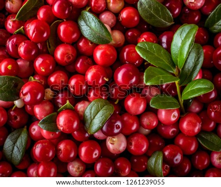 Background of Vaccinium vitis-idaea (lingonberry, partridgeberry or cowberry) Natural food of wild nature, rich in vitamins. Non GMO. Top view. Northern Europe, America and Russia.