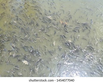 Background of various fish in the pond