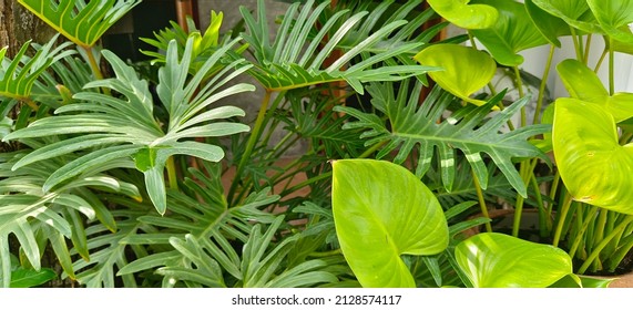 Background Of Various Green Leaves.