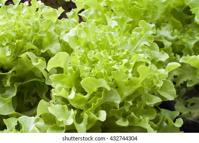 background vegetable is lettuce healthy