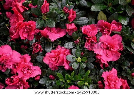 Background of vibrant pink blooming Jeremiah Azalea