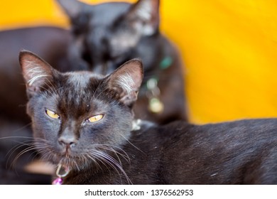 Hund Katze Maus Stockfotos Bilder Und Fotografie Shutterstock