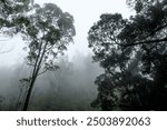 Background view of misty tropical forest on a cloudy morning.