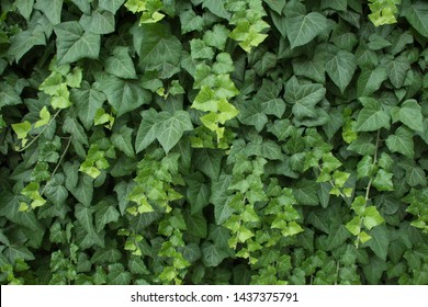
The background of the wall which is covered in ivy leaves