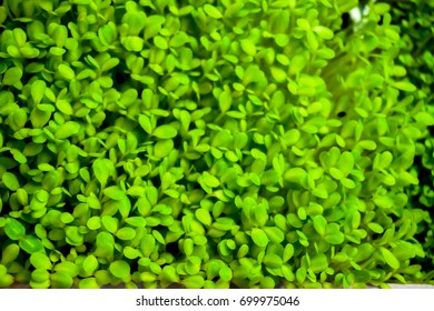free green leaf blurred hd wallpaper backgrounds