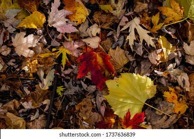 Risultato immagini per dead leaves