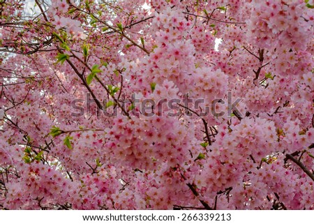 Background Wallpaper Pink Cherry Blossom Sakura Stock Photo Edit