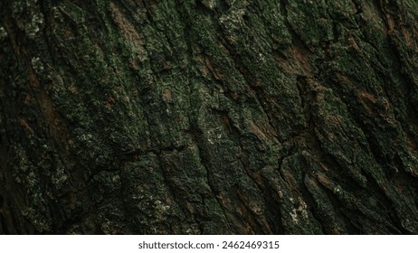 Background wallpaper texture of tree bark covered with moss taken in landscape