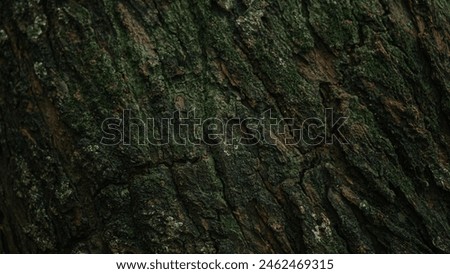 Background wallpaper texture of tree bark covered with moss taken in landscape