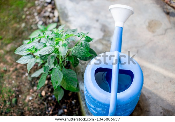 The background of the water\
tank with blurred blue shower, water tank for the car on the tree,\
vegetable garden, kitchen, many green spaces, convenient to\
use