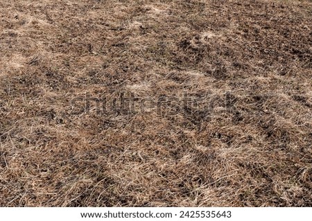 Background of wet dirty land covered with withered grass