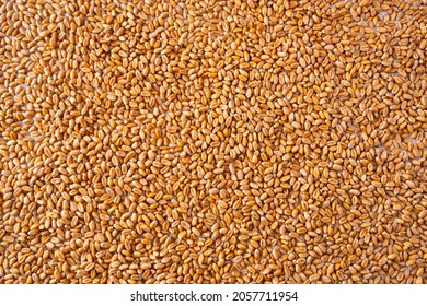 Background Of Wheat. Grain Wheat. Whole Grain Wheat. Top View.